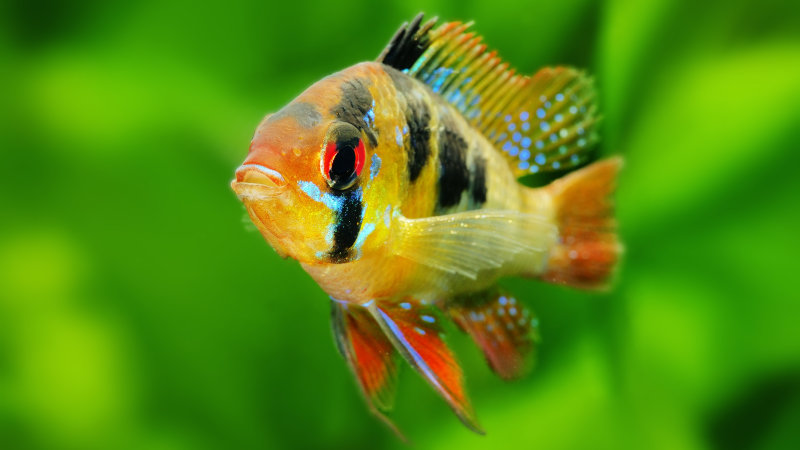 photo de poisson